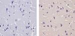 CaMKIV Antibody in Immunohistochemistry (Paraffin) (IHC (P))