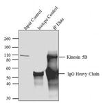 Kinesin 5B Antibody in Immunoprecipitation (IP)