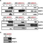 Epstein Barr Virus p18 Antibody in Western Blot (WB)