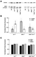 beta-Arrestin 2 Antibody in Western Blot (WB)