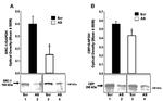 CBP Antibody in Western Blot (WB)