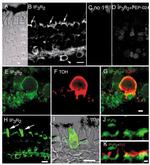 IP3 Receptor 2 Antibody in Immunohistochemistry (IHC)