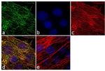 MYO7A Antibody in Immunocytochemistry (ICC/IF)