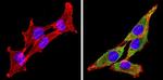 Cyp4a10 Antibody in Immunocytochemistry (ICC/IF)