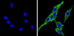 Cyp4a10 Antibody in Immunocytochemistry (ICC/IF)