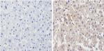 Cyp4a10 Antibody in Immunohistochemistry (Paraffin) (IHC (P))