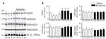 Phospho-NMDAR2B (Tyr1122) Antibody in Western Blot (WB)