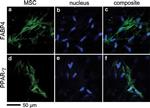 FABP4 Antibody in Immunocytochemistry (ICC/IF)