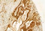 AdoHcyase 2 Antibody in Immunohistochemistry (Paraffin) (IHC (P))