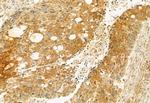 AdoHcyase 2 Antibody in Immunohistochemistry (Paraffin) (IHC (P))