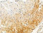 NLRX1 Antibody in Immunohistochemistry (Paraffin) (IHC (P))