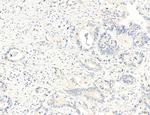 NLRX1 Antibody in Immunohistochemistry (Paraffin) (IHC (P))