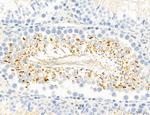 NLRX1 Antibody in Immunohistochemistry (Paraffin) (IHC (P))