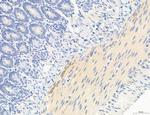 NLRX1 Antibody in Immunohistochemistry (Paraffin) (IHC (P))