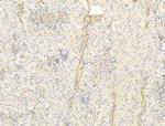 ERO1LB Antibody in Immunohistochemistry (Paraffin) (IHC (P))