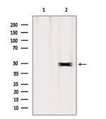 ERO1LB Antibody in Western Blot (WB)