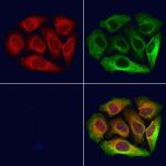 NAPRT1 Antibody in Immunocytochemistry (ICC/IF)