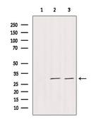 DNAJB3 Antibody in Western Blot (WB)