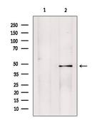 PMPCB Antibody in Western Blot (WB)