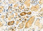 SLC10A2 Antibody in Immunohistochemistry (Paraffin) (IHC (P))