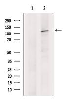 Drebrin Antibody in Western Blot (WB)