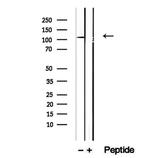 Drebrin Antibody in Western Blot (WB)