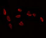 WDR18 Antibody in Immunocytochemistry (ICC/IF)