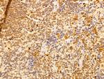 WDR18 Antibody in Immunohistochemistry (Paraffin) (IHC (P))