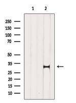 HDGFRP3 Antibody in Western Blot (WB)