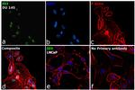 ID3 Antibody in Immunocytochemistry (ICC/IF)