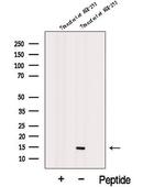 ID3 Antibody in Western Blot (WB)