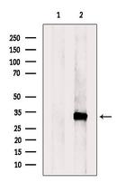 RGN Antibody in Western Blot (WB)