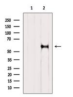 RIC8A Antibody in Western Blot (WB)