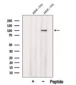 XAB2 Antibody in Western Blot (WB)