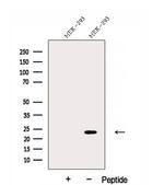 DNAJC12 Antibody in Western Blot (WB)