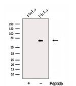 EYA3 Antibody in Western Blot (WB)