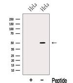 KLF10 Antibody in Western Blot (WB)