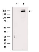 MYOF Antibody in Western Blot (WB)