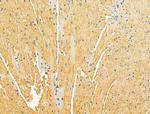 OGDHL Antibody in Immunohistochemistry (Paraffin) (IHC (P))