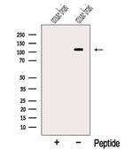 OGDHL Antibody in Western Blot (WB)