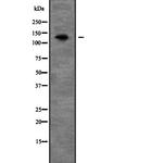 PEX1 Antibody in Western Blot (WB)