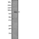 CENPI Antibody in Western Blot (WB)