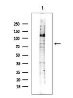 MAP4K5 Antibody in Western Blot (WB)