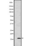 HSPB9 Antibody in Western Blot (WB)