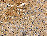 Kallikrein 12 Antibody in Immunohistochemistry (Paraffin) (IHC (P))