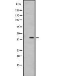 OR1I1 Antibody in Western Blot (WB)