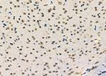 HDAC11 Antibody in Immunohistochemistry (Paraffin) (IHC (P))