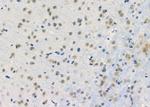 HDAC11 Antibody in Immunohistochemistry (Paraffin) (IHC (P))