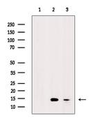 H2AK9ac Antibody in Western Blot (WB)