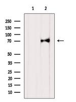 KDEL Receptor Pan Antibody in Western Blot (WB)